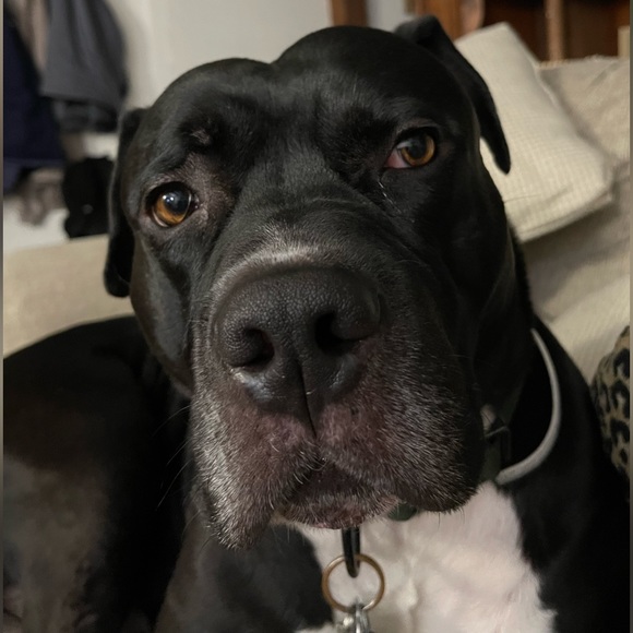 pitbullmom_